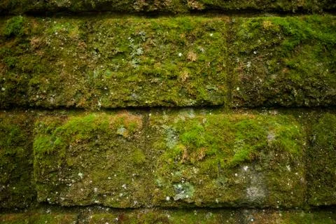 Moss on stone wall Stock Photos