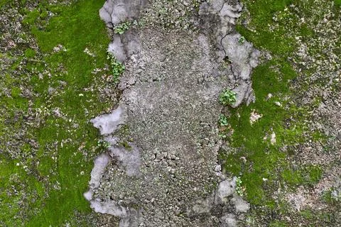 Moss on the stone wall Stock Photos