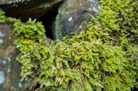 Moss on Stone Wall Foto stock