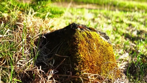 Moss on stone in the wood 스톡 동영상 239453312