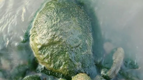 Moss on stones Stock Footage 336469944