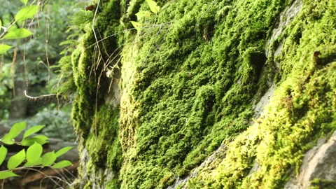 Moss on the stones in the forest  Stock-Footage 148706313