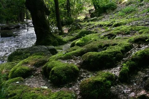 Moss stones Stock Photos