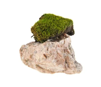 Moss on the stones Stock Photos