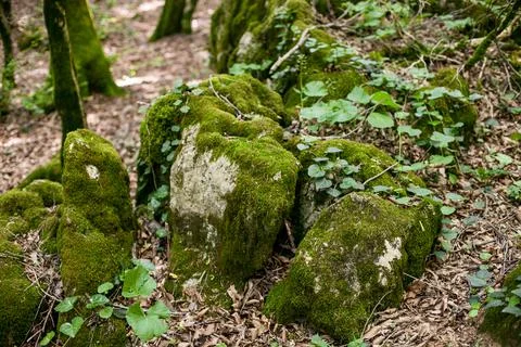 The moss on the stones Stock Photos