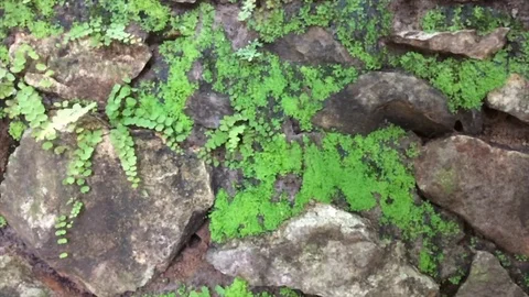 Moss on stones in slow motion Stock Footage 101506056