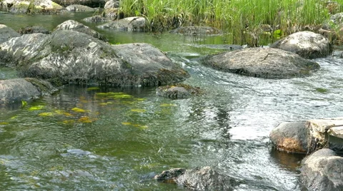 Moss on Stones in a Small Forest River Stock Footage 56244431