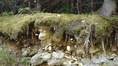 Moss on the stones under the trees Stock Footage 195307847