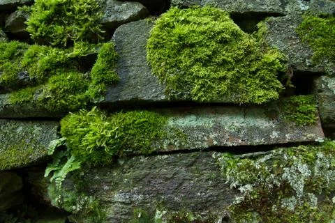 Moss on Stonewall Stock Photos