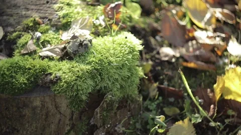 Moss on the Stump Stock Footage 165222097