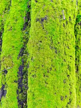 Moss on stump in the forest Stock Photos