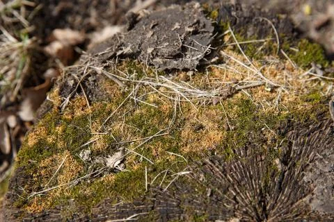 Moss on a stump Stock Photos