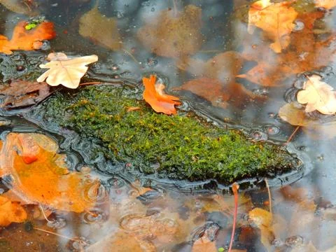 Moss, a submerged log Foto stock