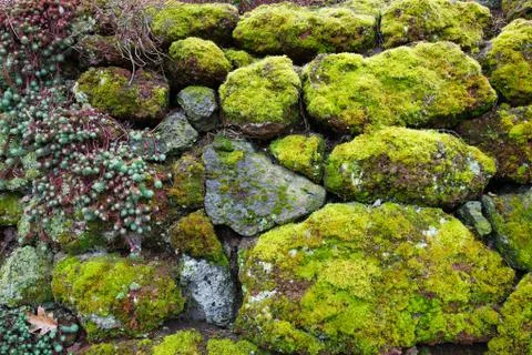 Moss succulent rock wall Stock Photos
