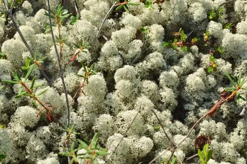 Moss in the summer. Foto stock