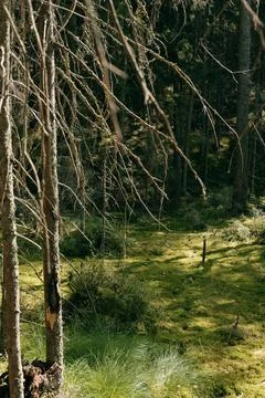 Moss in the sun in the forest Stock Photos
