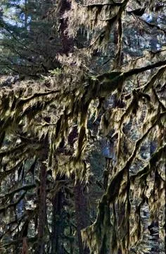 Moss in sunlight Foto stock