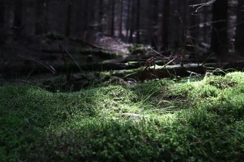 Moss on a sunlit tree trunk Stock Photos