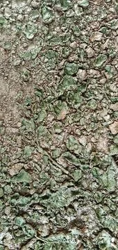 Moss on the surface of the ground that peels off Photos