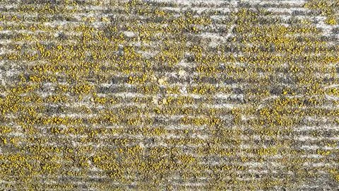 Moss on the surface of old slate close-up in daylight Stock Photos