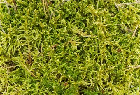 Moss in swamp Stock Photos
