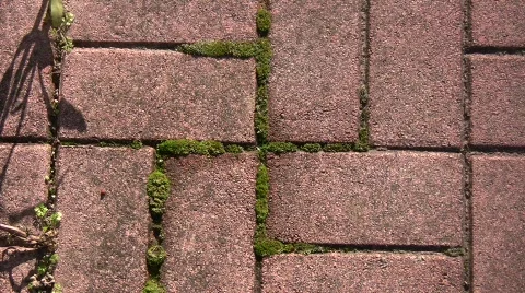Moss Swastika Stock Footage 329701