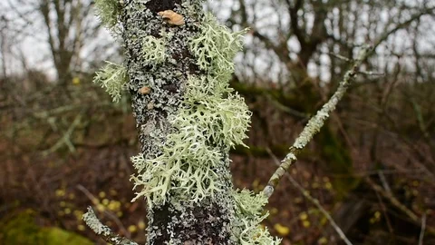 Moss sways in the wind Stock Footage 119215950