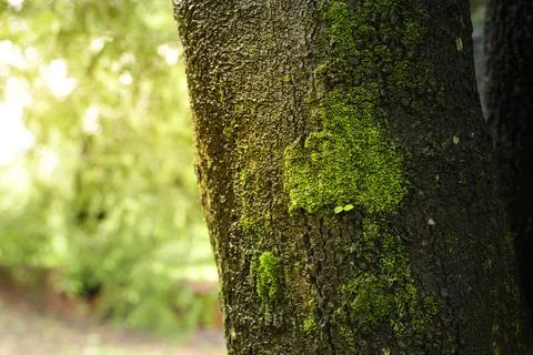 Moss on the tamarind Stock Photos