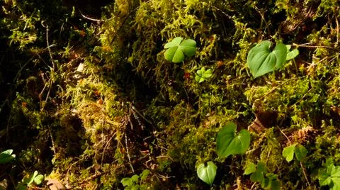Moss In Temperate Rain Forest 스톡 사진