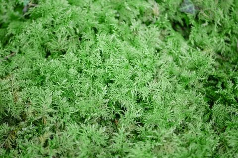 Moss texture background, Closeup image of nature moss, green moss after rain Stock Photos