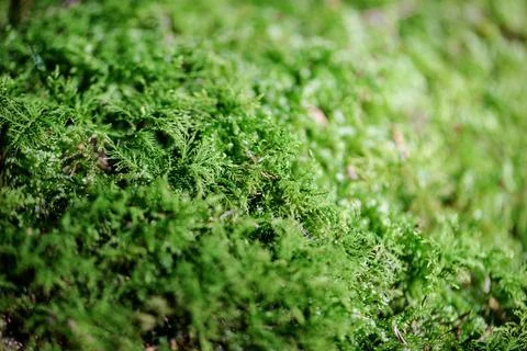 Moss texture background, Closeup image of nature moss, green moss after rain Stock Photos