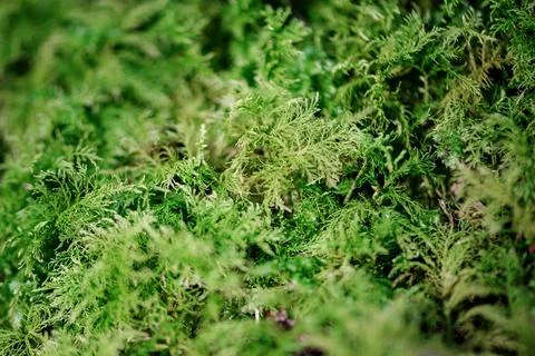 Moss texture background, Closeup image of nature moss, green moss after rain Stock Photos
