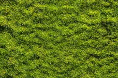 Moss texture, background with copy space Stock Photos