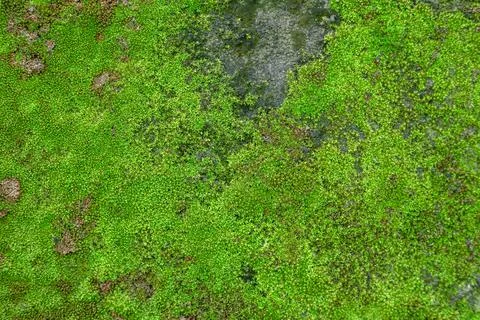 Moss texture, background with copy space Fotos Stock