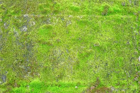 Moss texture, background with copy space 写真素材