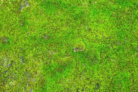 Moss texture, background with copy space Fotos Stock