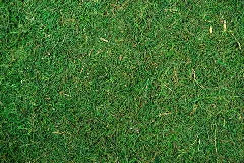 Moss texture, background with copy space Foto stock