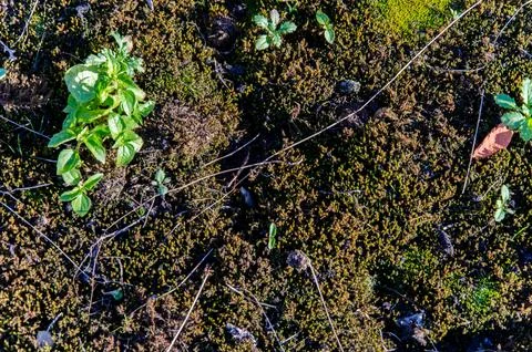 Moss texture, background with copy space Stock Photos