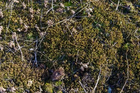 Moss texture, background with copy space Foto stock