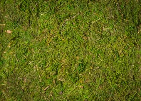 Moss texture background Stock Photos