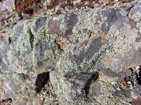 Moss Texture background on the rock Stock Photos