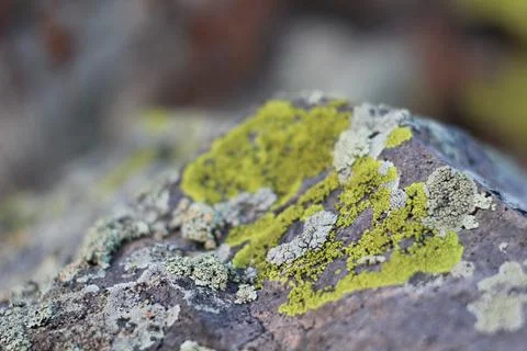 Moss Texture background on the rock Stock Photos