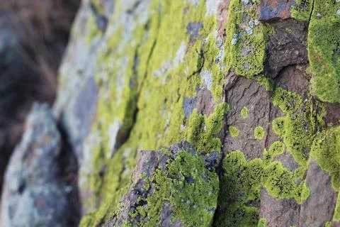 Moss Texture background on the rock Stock Photos