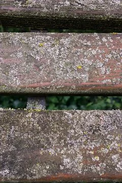 Moss texture on the board close-up Stock Photos