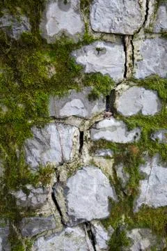 Moss texture on cracked wall Stock Photos