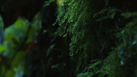 Moss Texture Dripping Water Nature Reclaiming Industry Stock Footage 324598352