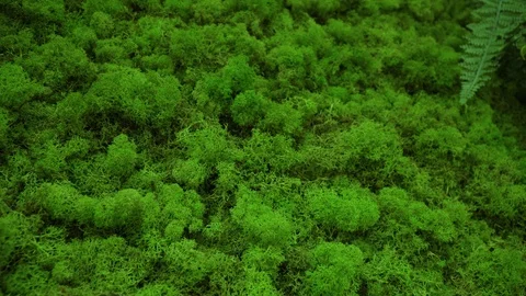 Moss texture Video stock 126764962
