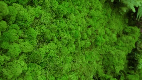 Moss texture Video stock 126765085