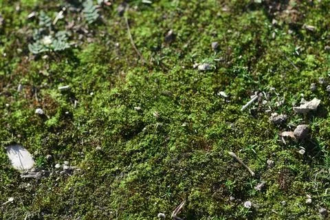 Moss texture on the ground Stock Photos