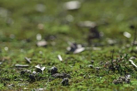 Moss texture on the ground Stock Photos